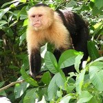200px-Capuchin_Costa_Rica