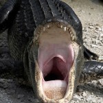 431px-Alligator_mississippiensis_yawn