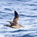 600px-Sooty_Shearwater
