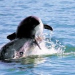 20091106__a5.dolphins.1106~1_GALLERY