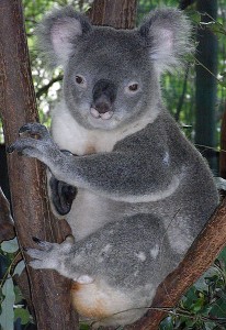 413px-Friendly_Male_Koala
