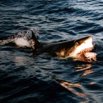 605px-Surfacing_great_white_shark