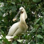800px-CommonSpoonbill