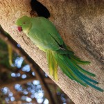 800px-Parrot_India_3