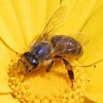 Bee_PD_foto_explained1