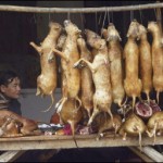 dog_meat