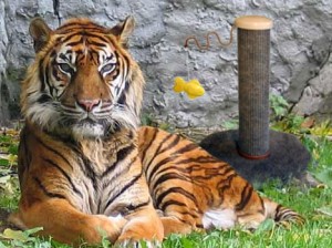 sumatran-tiger-pet