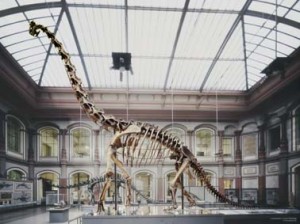Brachiosaurusmuseumberlijn