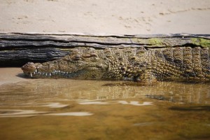 krokodilBotswana