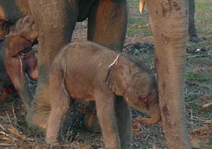 THAILAND TWIN BABY ELEPHANTS