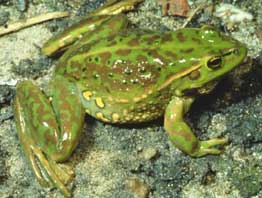 yellow_spotted_bell_frog