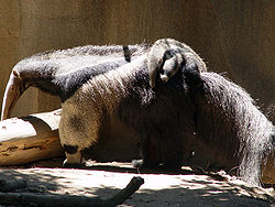 250px-Giant_Anteater_with_child