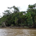 800px-Amazon_river