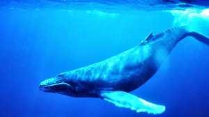 800px-Humpback_Whale_underwater_shot