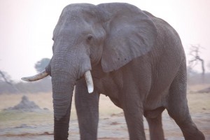 Afrikaanseolifant