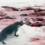 dead-seals
