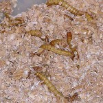 280px-Mealworms_in_plastic_container_of_bran