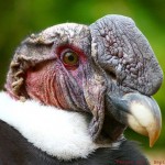 800px-Andean_Condor_Colchester_Zoo