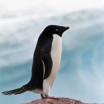 386px-Antarctic,_adelie_penguin_(js)_57