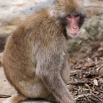 401px-Macaque_ds