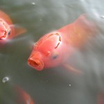 800px-Goldfishes