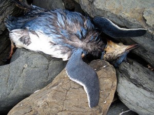 dead-penguin-photo-00001