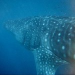 220px-Whale_shark_austalia