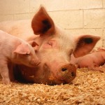 800px-Sow_and_five_piglets