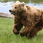 270px-Brown_bear_(Ursus_arctos_arctos)_running