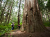 great-bear-rainforest-oil-pipeline-tree_27299_100x75