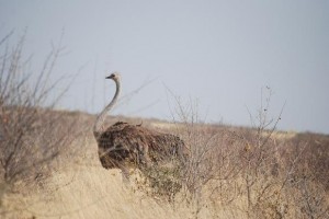 struisvogelbotswana
