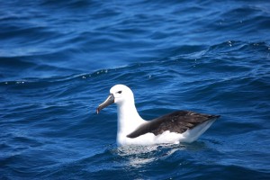 Albatroscapepoint2