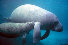 Manatee_with_calf_PD_-_colour_corrected