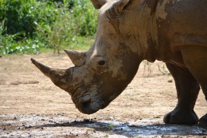 Rhinouganda