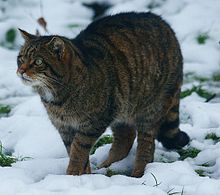 Wildcat_at_British_Wildlife_Centre