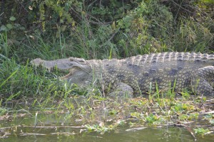 Crocodylusniloticuskazinga