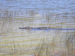 Alligator-Everglades