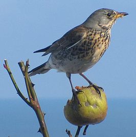 Turdus_pilaris_II