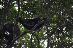 Mannetjeschimpanseeskyamburakloof