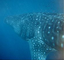 Whale_shark_Australia