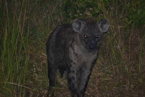 Hyenainhetdonker