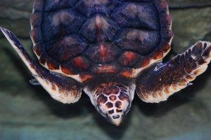 Zeeschildpad
