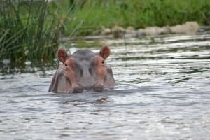 Nijlpaardkopbovenwater