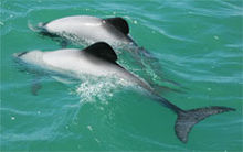 Maui's_dolphins
