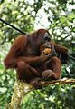 orangoetanindonesie