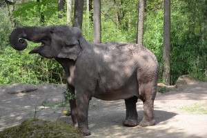 Aziatischeolifant