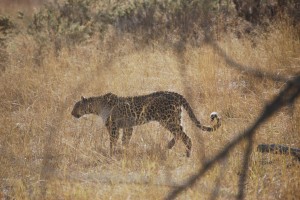Stalkingleopard