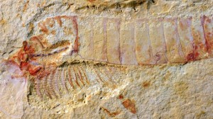 oudste-fossiel-van-dierlijk-zenuwstelsel-ontdekt