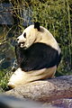 Giant_Panda_2004-03-3