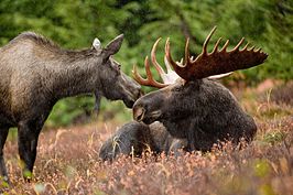 Alaskan_moose_pair_(6862339335)